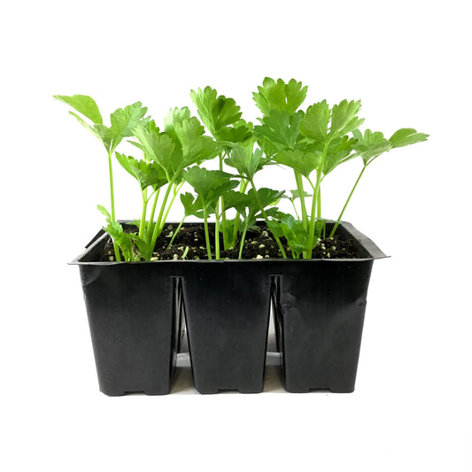 Vegetable, 6pk, Celery - Floral Acres Greenhouse & Garden Centre