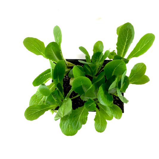 Vegetable, 6pk, Lettuce - Floral Acres Greenhouse & Garden Centre