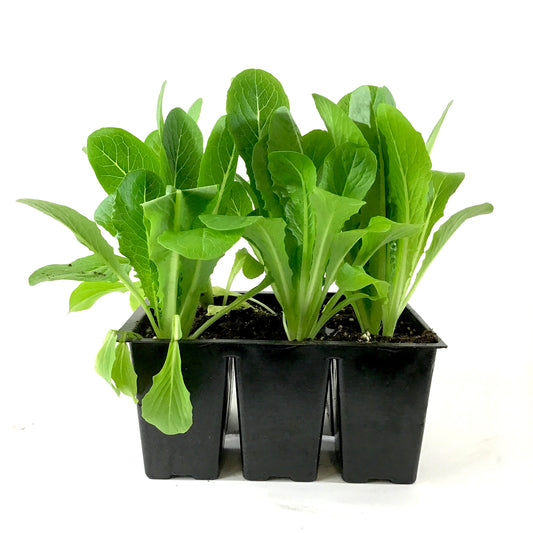 Vegetable, 6pk, Lettuce - Floral Acres Greenhouse & Garden Centre