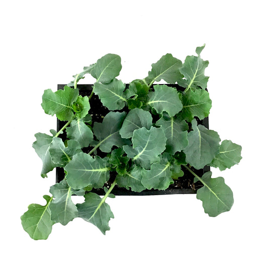 Vegetable, 6pk, Brocolli - Floral Acres Greenhouse & Garden Centre