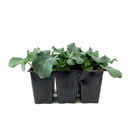 Vegetable, 6pk, Brocolli - Floral Acres Greenhouse & Garden Centre