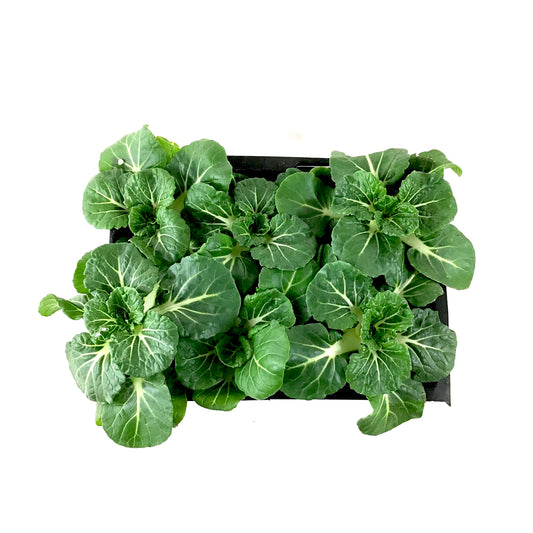 Vegetable, 6pk, Pak Choi - Floral Acres Greenhouse & Garden Centre