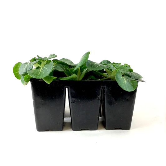 Vegetable, 6pk, Pak Choi - Floral Acres Greenhouse & Garden Centre