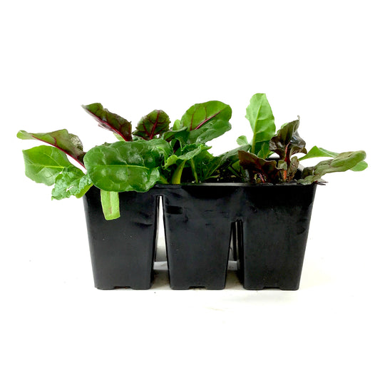 Vegetable, 6pk, Swiss Chard - Floral Acres Greenhouse & Garden Centre