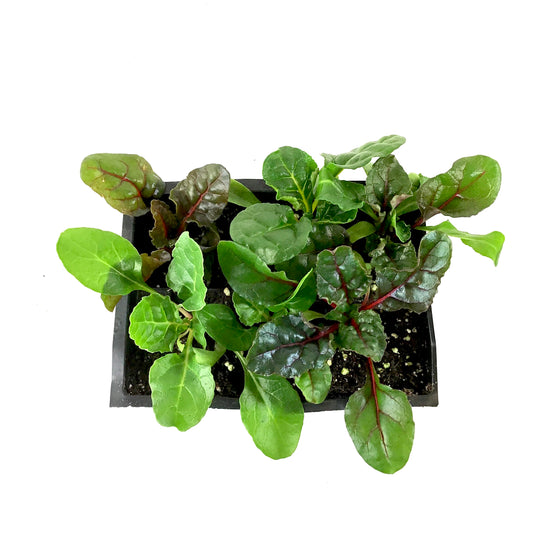 Vegetable, 6pk, Swiss Chard - Floral Acres Greenhouse & Garden Centre