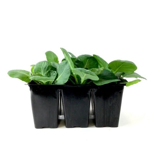 Vegetable, 6pk, Brussel Sprout - Floral Acres Greenhouse & Garden Centre