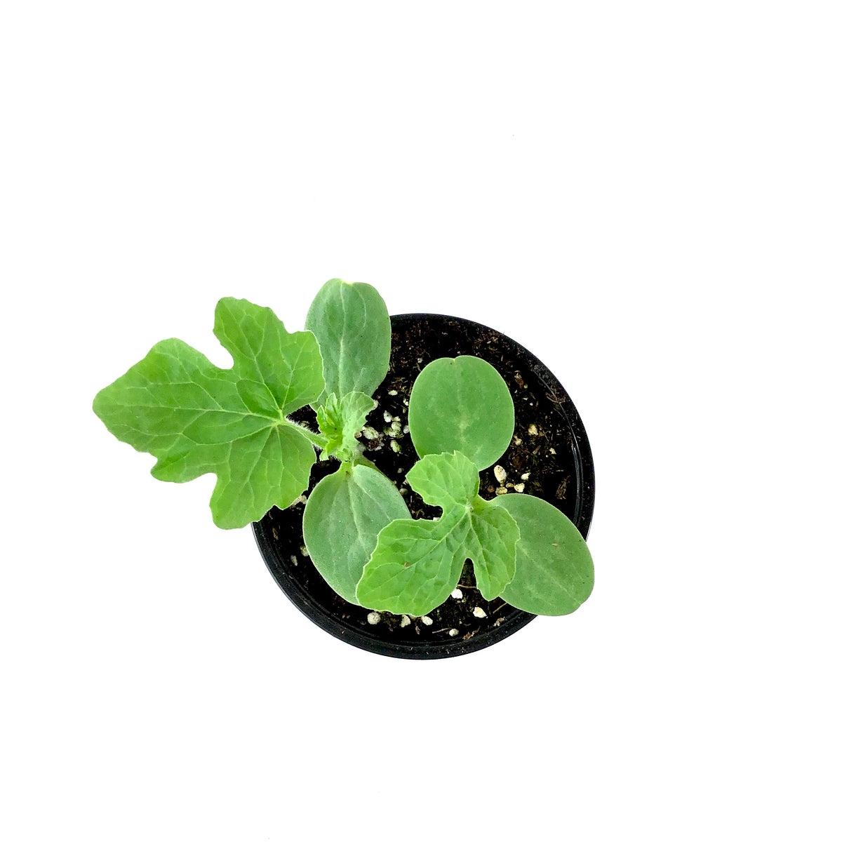 Fruit, 4in, Watermelon - Floral Acres Greenhouse & Garden Centre