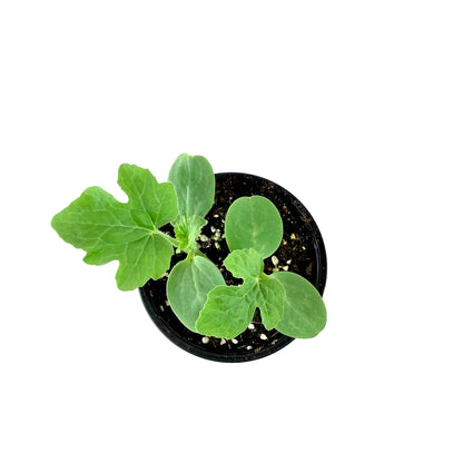 Fruit, 4in, Watermelon - Floral Acres Greenhouse & Garden Centre