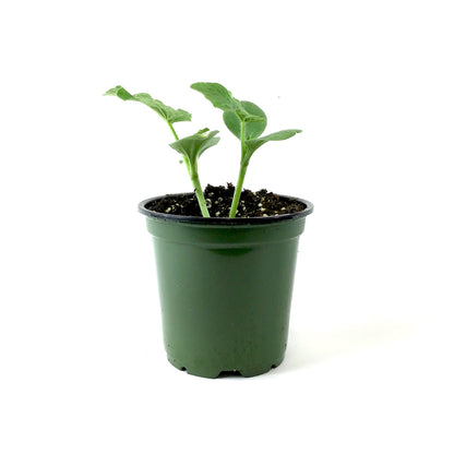 Fruit, 4in, Watermelon - Floral Acres Greenhouse & Garden Centre