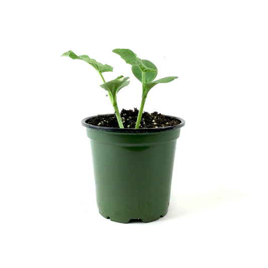 Fruit, 4in, Watermelon - Floral Acres Greenhouse & Garden Centre