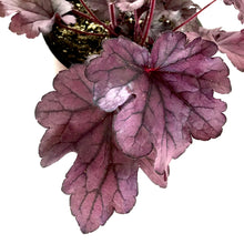 Load image into Gallery viewer, Perennial, 1gal, Heuchera &#39;Forever Purple&#39; - Floral Acres Greenhouse &amp; Garden Centre
