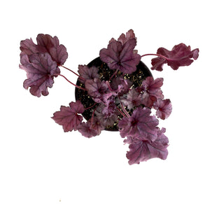 Perennial, 1gal, Heuchera 'Forever Purple' - Floral Acres Greenhouse & Garden Centre
