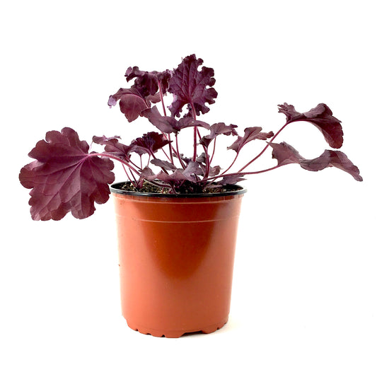 Perennial, 1gal, Heuchera 'Forever Purple' - Floral Acres Greenhouse & Garden Centre