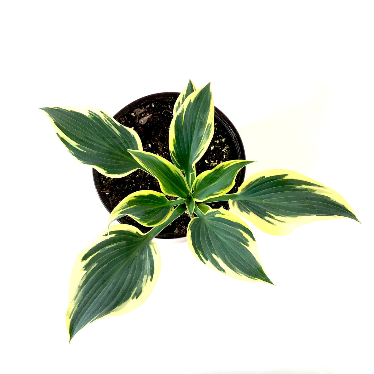 Perennial, 1gal, Hosta 'First Frost' - Floral Acres Greenhouse & Garden Centre
