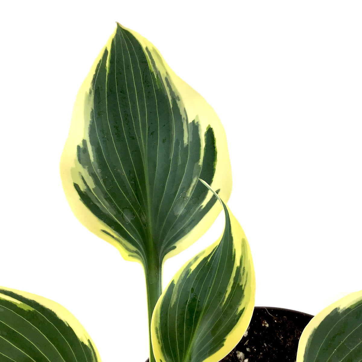 Perennial, 1gal, Hosta 'First Frost' - Floral Acres Greenhouse & Garden Centre