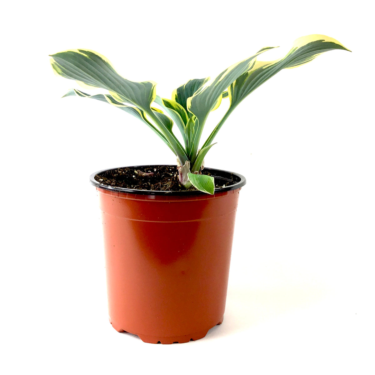 Perennial, 1gal, Hosta 'First Frost' - Floral Acres Greenhouse & Garden Centre