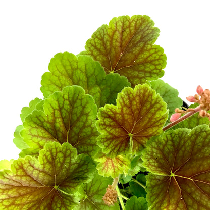 Perennial, 1gal, Heuchera 'Northern Exp. Sienna' - Floral Acres Greenhouse & Garden Centre