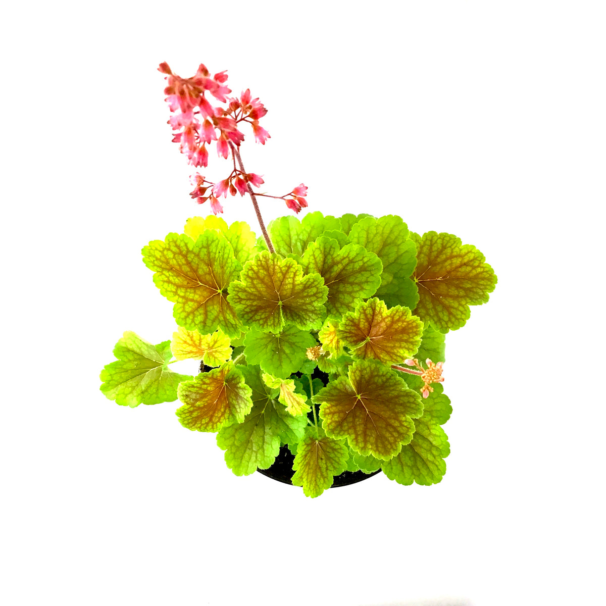 Perennial, 1gal, Heuchera 'Northern Exp. Sienna' - Floral Acres Greenhouse & Garden Centre
