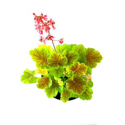 Perennial, 1gal, Heuchera 'Northern Exp. Sienna' - Floral Acres Greenhouse & Garden Centre