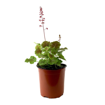 Perennial, 1gal, Heuchera 'Northern Exp. Sienna' - Floral Acres Greenhouse & Garden Centre
