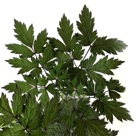 Perennial, 1gal, Bugbane 'Pink Spike' - Floral Acres Greenhouse & Garden Centre