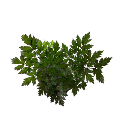 Perennial, 1gal, Bugbane 'Pink Spike' - Floral Acres Greenhouse & Garden Centre