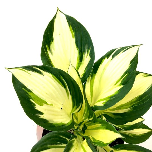 Perennial, 1gal, Hosta 'Vulcan' - Floral Acres Greenhouse & Garden Centre
