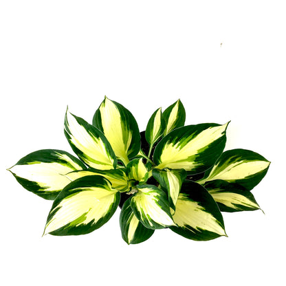 Perennial, 1gal, Hosta 'Vulcan' - Floral Acres Greenhouse & Garden Centre
