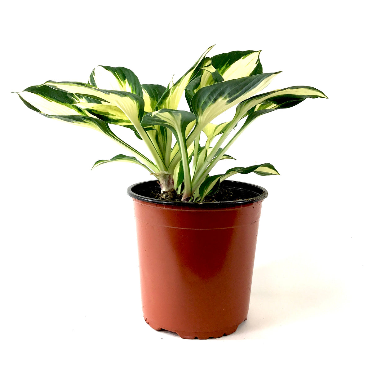 Perennial, 1gal, Hosta 'Vulcan' - Floral Acres Greenhouse & Garden Centre