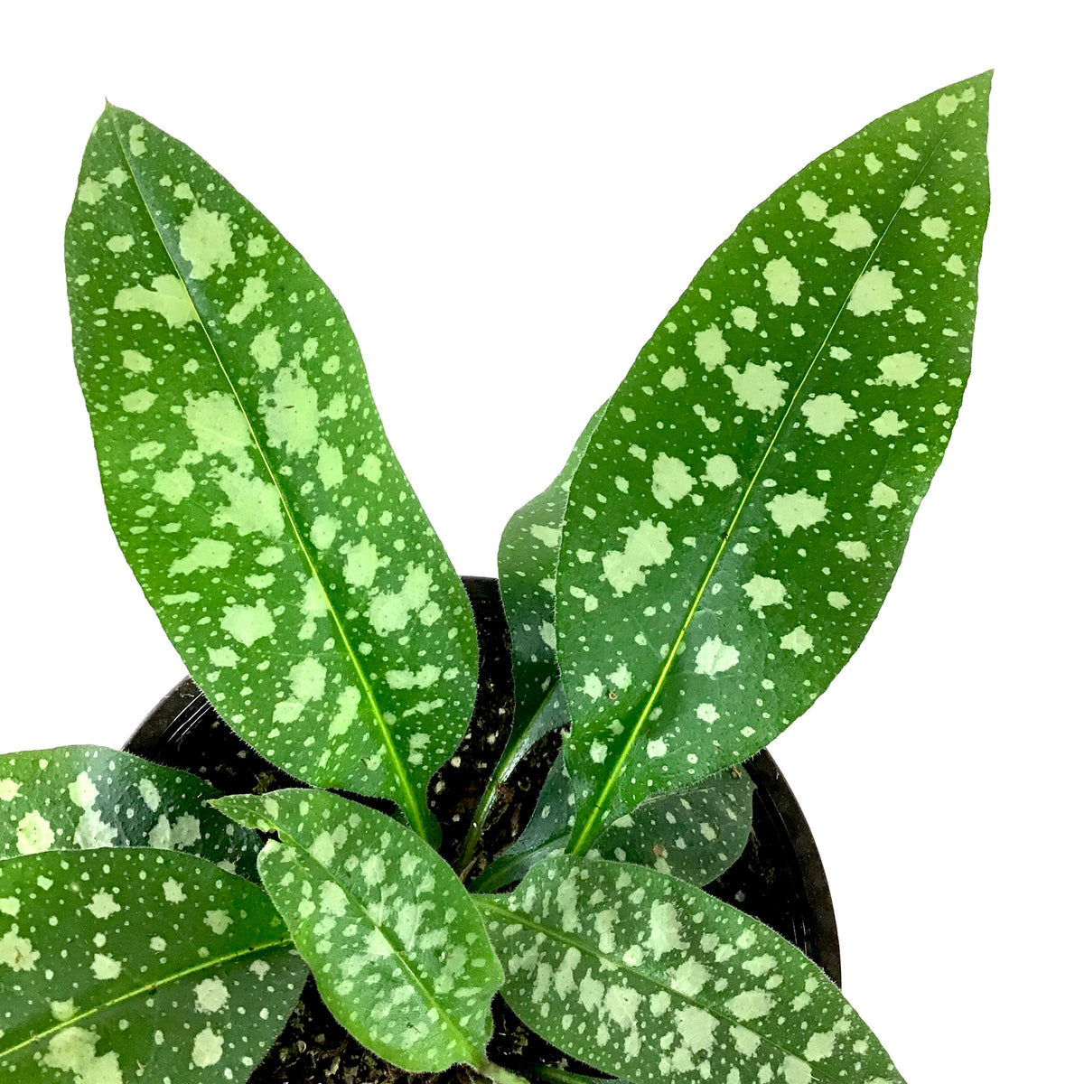 Perennial, 1gal, Pulmonaria 'Raspberry Splash' - Floral Acres Greenhouse & Garden Centre