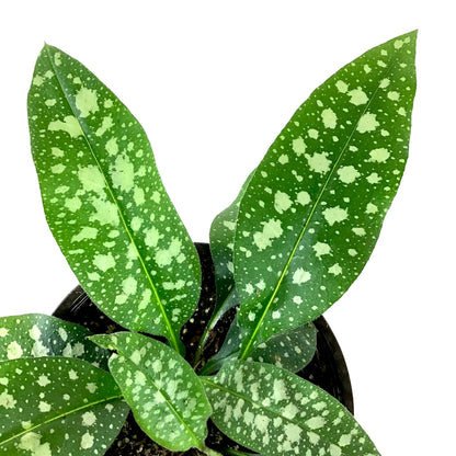 Perennial, 1gal, Pulmonaria 'Raspberry Splash' - Floral Acres Greenhouse & Garden Centre