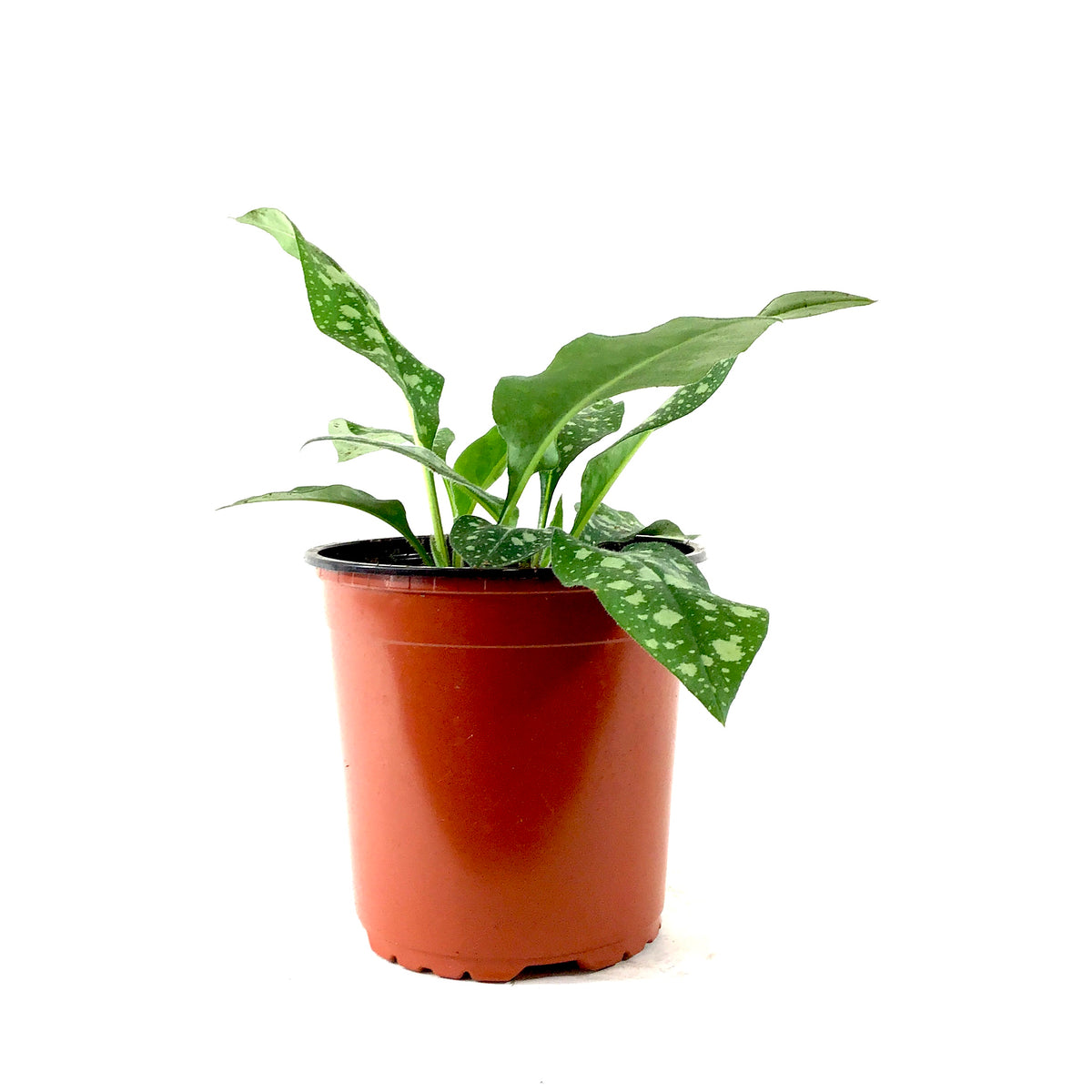 Perennial, 1gal, Pulmonaria 'Raspberry Splash' - Floral Acres Greenhouse & Garden Centre