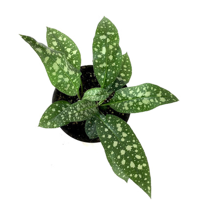 Perennial, 1gal, Pulmonaria 'Raspberry Splash' - Floral Acres Greenhouse & Garden Centre