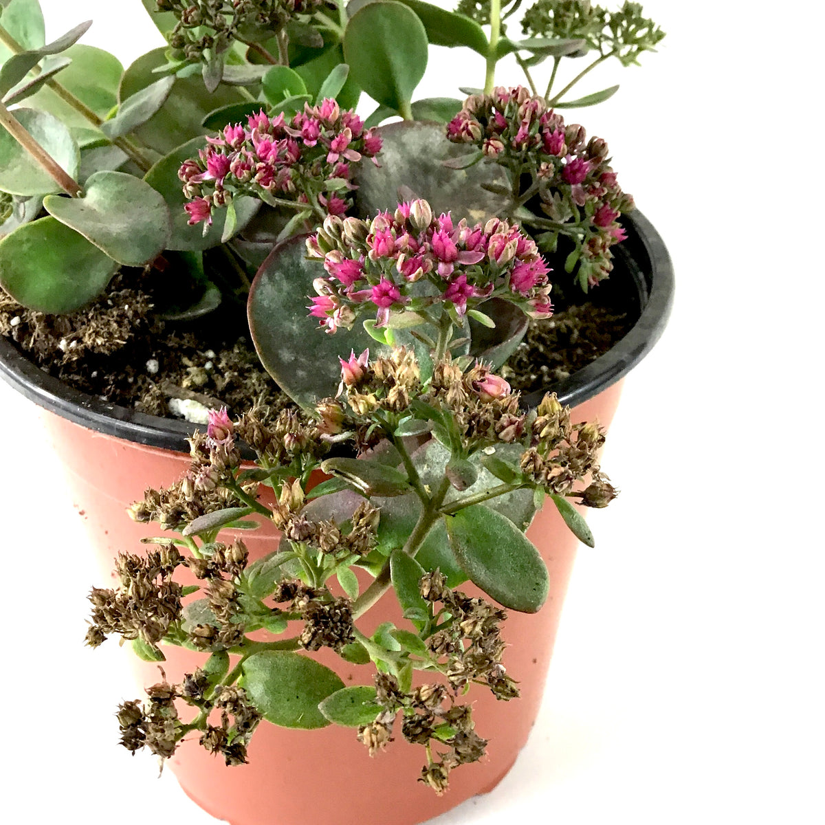 Perennial, 1gal, Sedum Sunsparkler 'Cherry Tart' - Floral Acres Greenhouse & Garden Centre