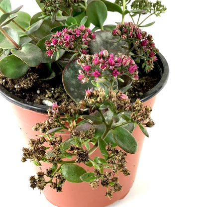 Perennial, 1gal, Sedum Sunsparkler 'Cherry Tart' - Floral Acres Greenhouse & Garden Centre