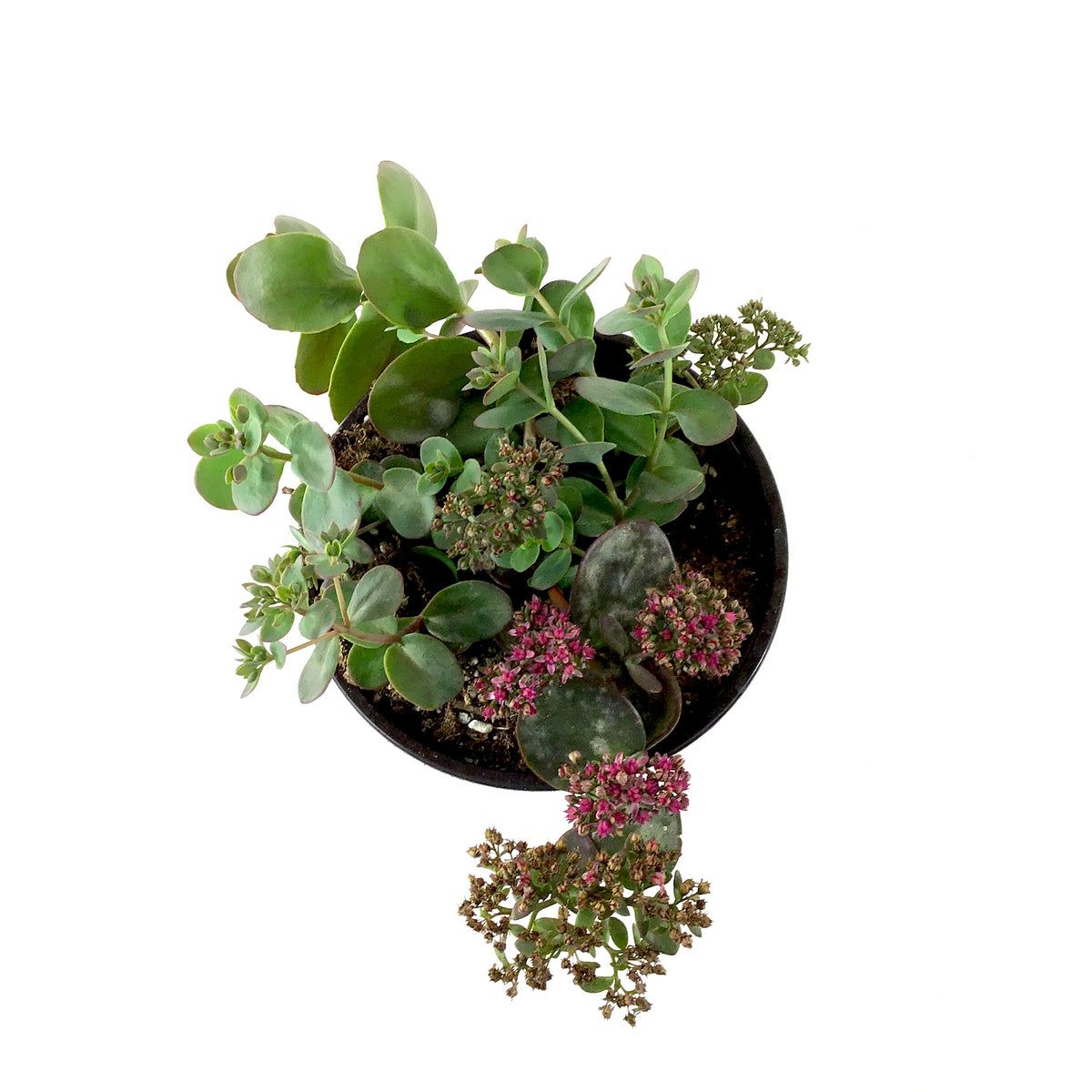 Perennial, 1gal, Sedum Sunsparkler 'Cherry Tart' - Floral Acres Greenhouse & Garden Centre