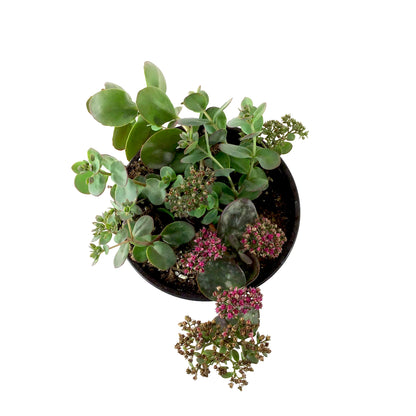 Perennial, 1gal, Sedum Sunsparkler 'Cherry Tart' - Floral Acres Greenhouse & Garden Centre
