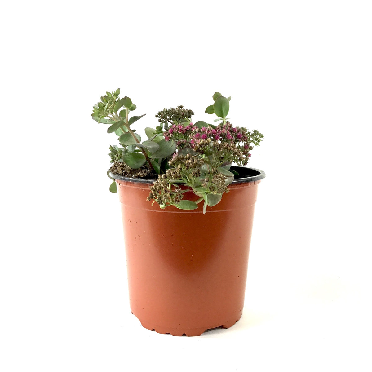 Perennial, 1gal, Sedum Sunsparkler 'Cherry Tart' - Floral Acres Greenhouse & Garden Centre