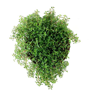 Perennial, 4in, Woolly Thyme 'Tomillo' - Floral Acres Greenhouse & Garden Centre
