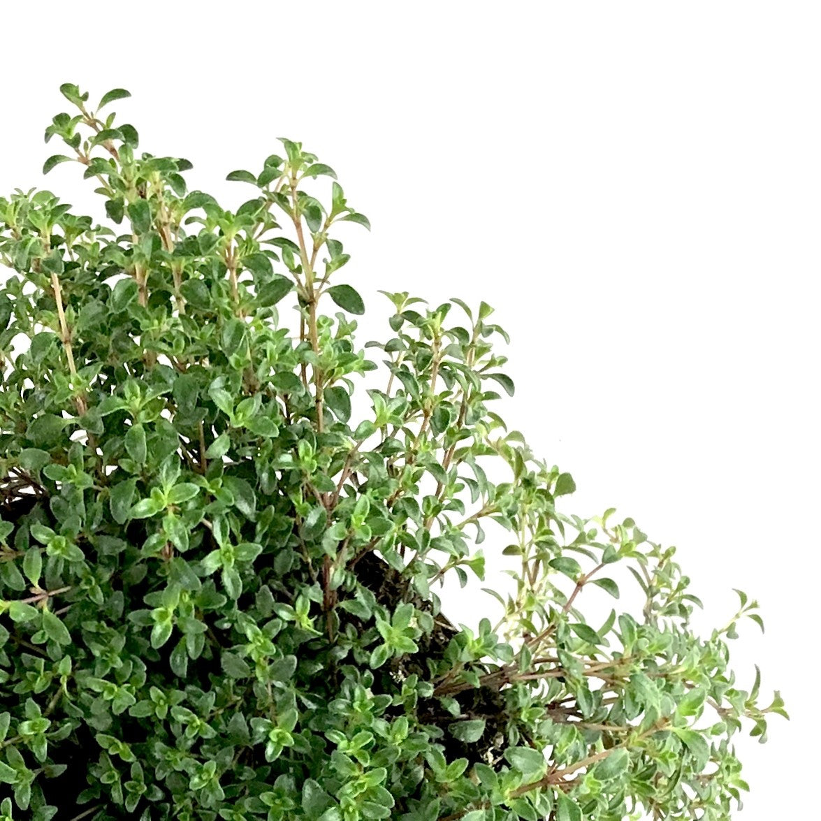 Perennial, 4in, Woolly Thyme 'Tomillo' - Floral Acres Greenhouse & Garden Centre