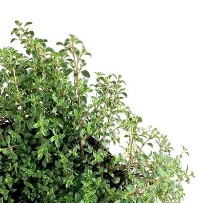 Perennial, 4in, Woolly Thyme 'Tomillo' - Floral Acres Greenhouse & Garden Centre