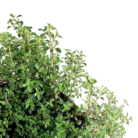 Perennial, 4in, Woolly Thyme 'Tomillo' - Floral Acres Greenhouse & Garden Centre