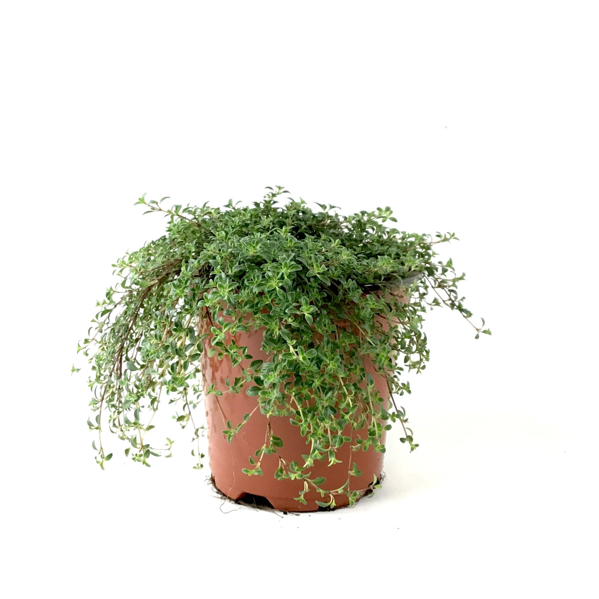 Perennial, 4in, Woolly Thyme 'Tomillo' - Floral Acres Greenhouse & Garden Centre