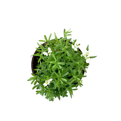 Perennial, 4in, Candytuft - Floral Acres Greenhouse & Garden Centre