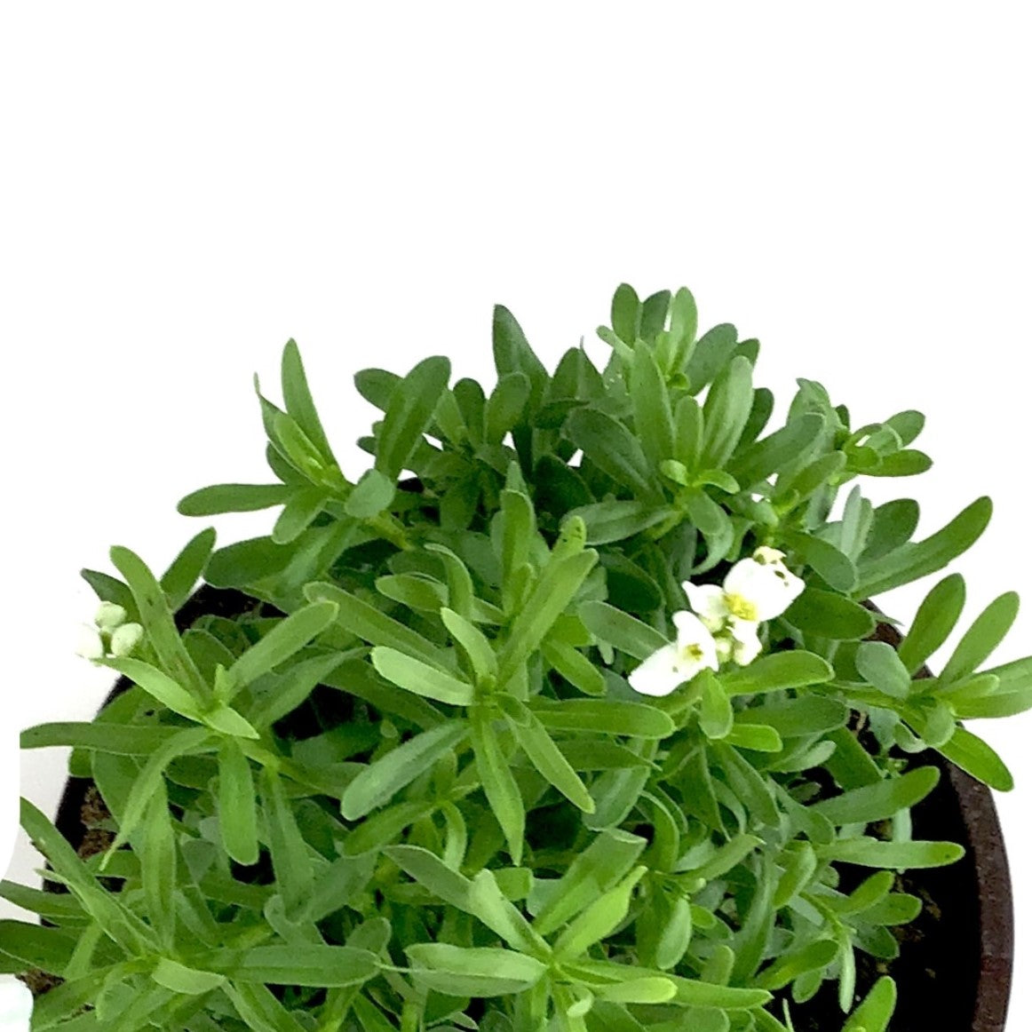Perennial, 4in, Candytuft - Floral Acres Greenhouse & Garden Centre