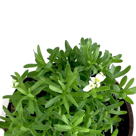 Perennial, 4in, Candytuft - Floral Acres Greenhouse & Garden Centre