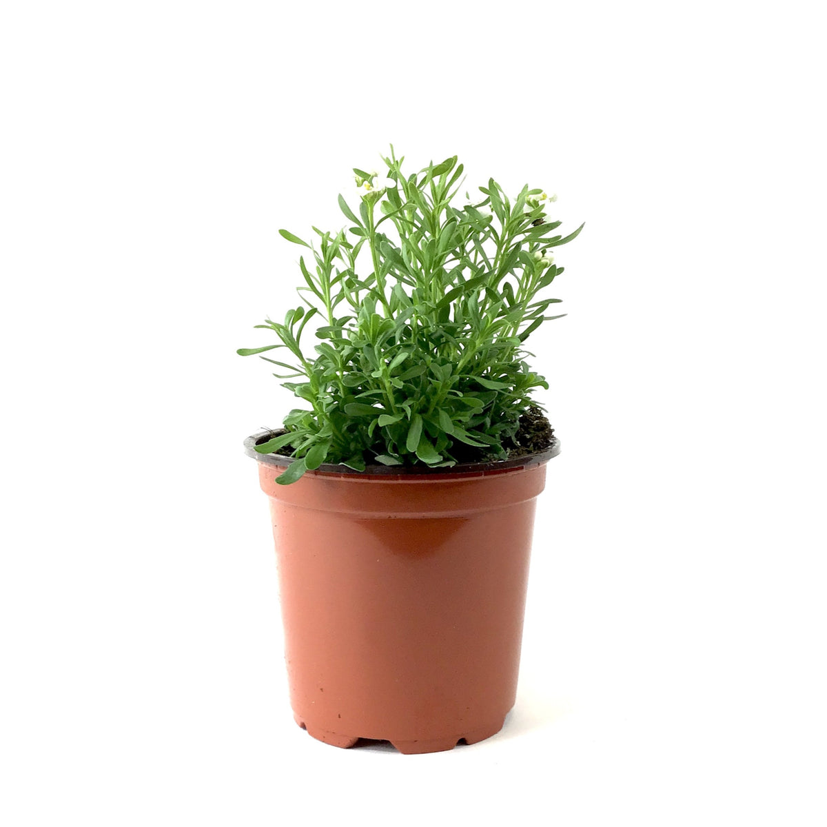 Perennial, 4in, Candytuft - Floral Acres Greenhouse & Garden Centre