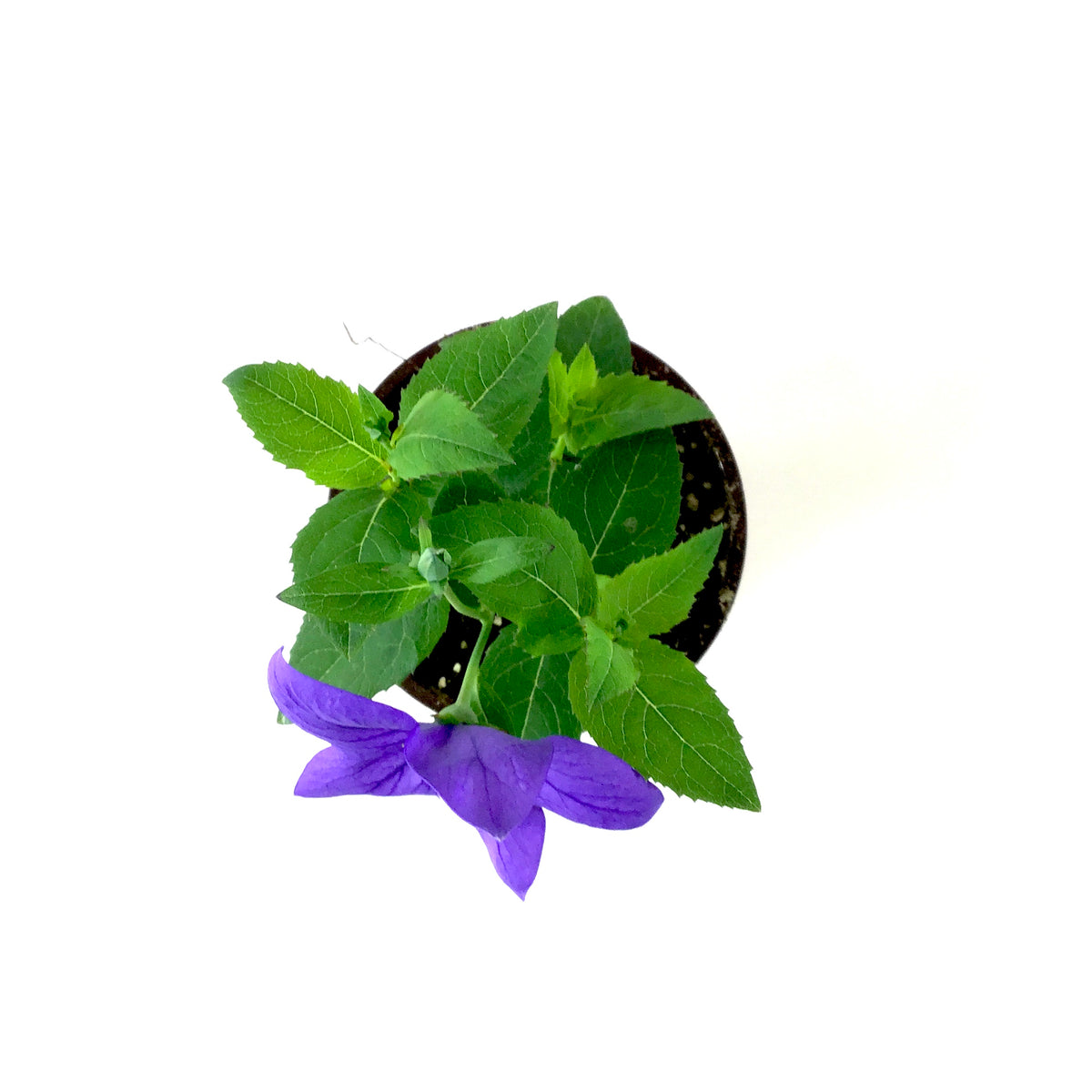 Perennial, 4in, Balloon Flower - Floral Acres Greenhouse & Garden Centre