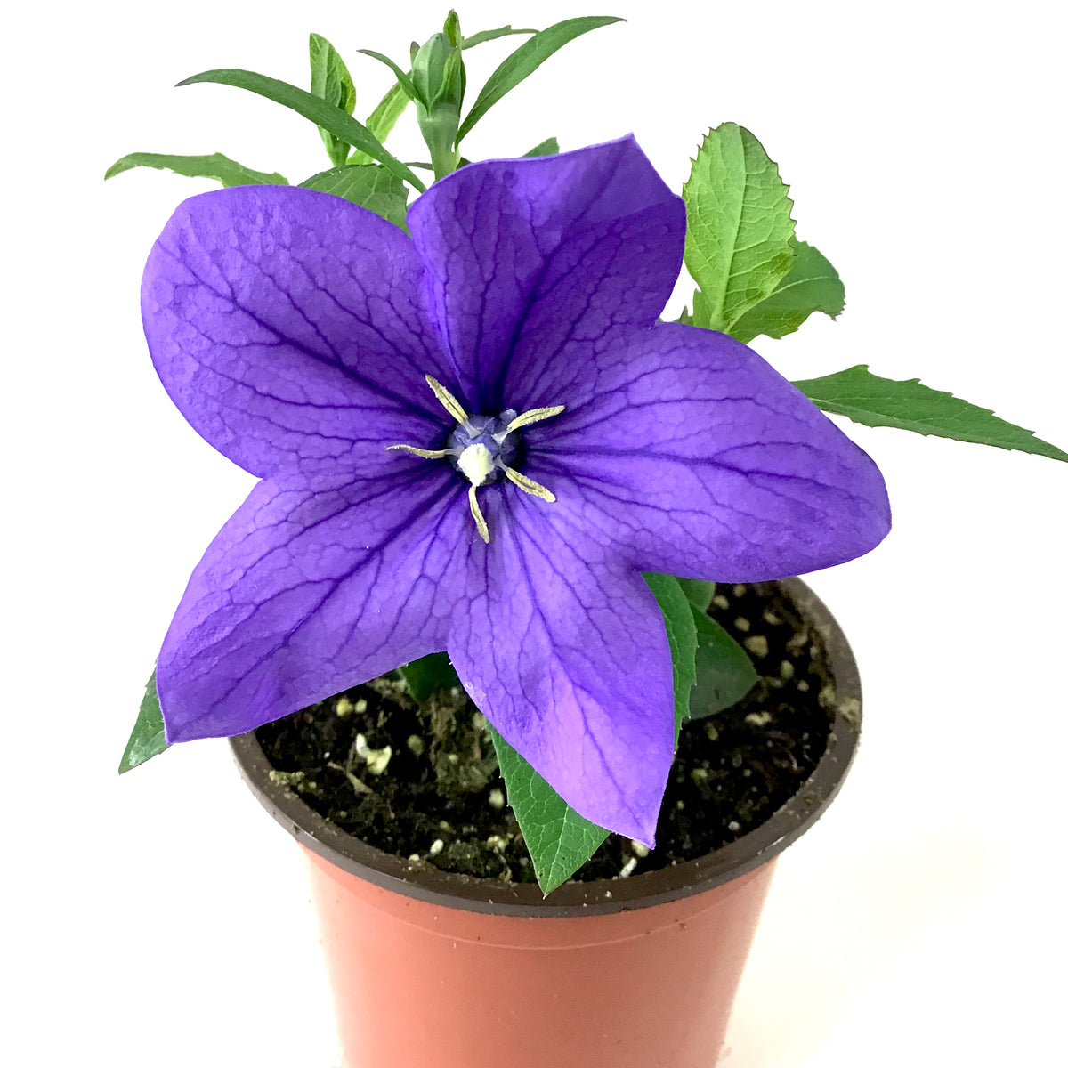Perennial, 4in, Balloon Flower - Floral Acres Greenhouse & Garden Centre