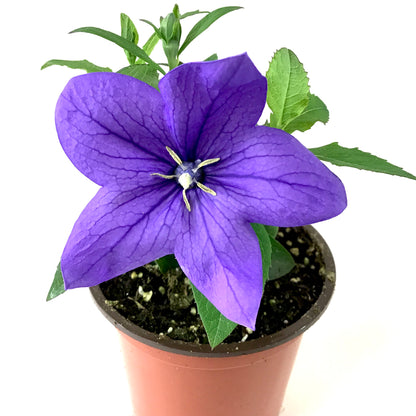 Perennial, 4in, Balloon Flower - Floral Acres Greenhouse & Garden Centre